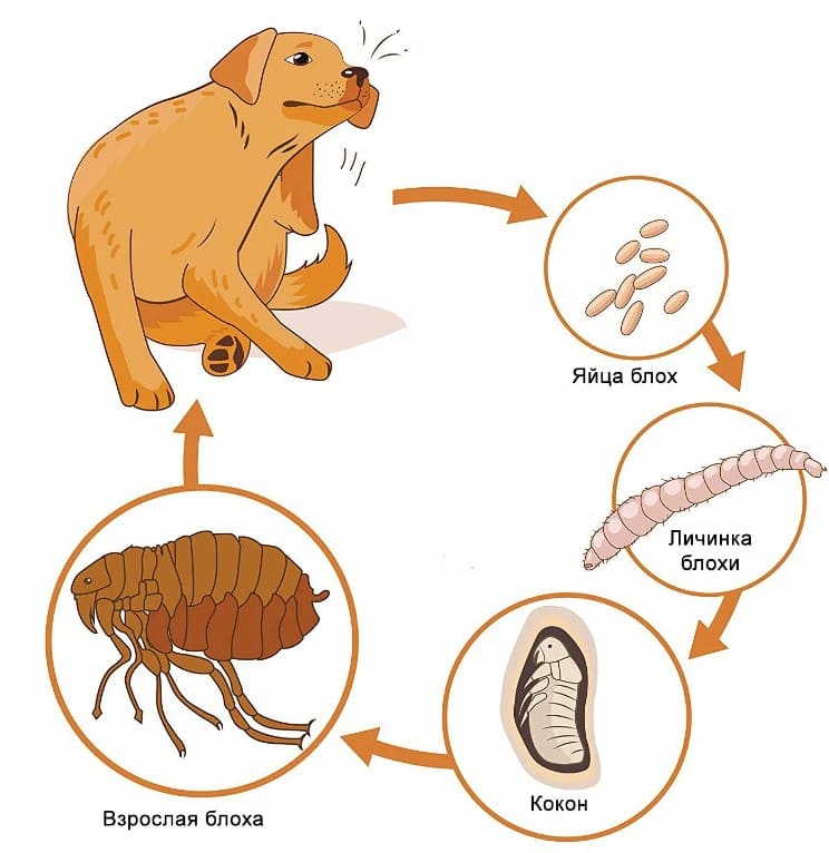 борьба с блохами